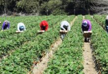 إعلانات العمل في اوروبا