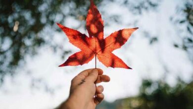 فرص عمل في كندا